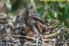 tricolored heron chick
